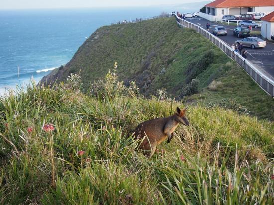 Arakwal National Park